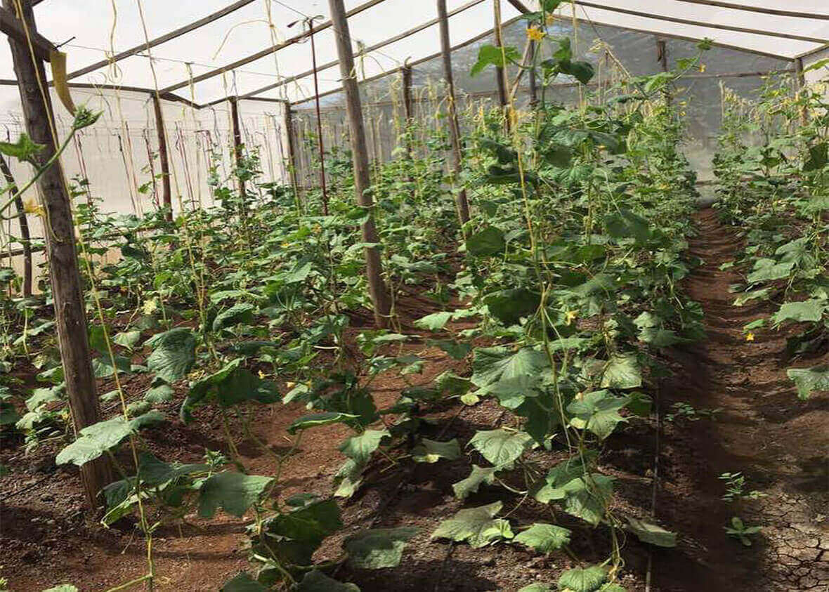 Rows of healthy plants growing in Bandari greenhouse