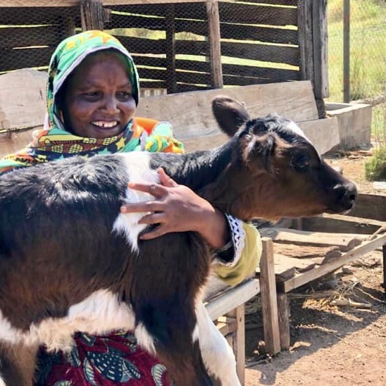 Bandari project staff member holding baby calf