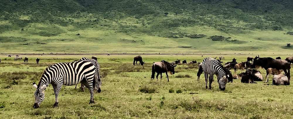Zebra and wildebeest eating grass in Nogogoro crater, Tanzania