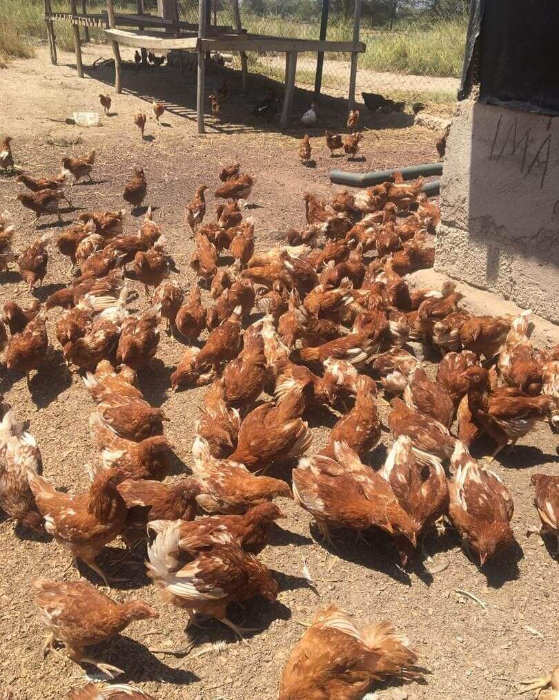 Many brown chickens in yard